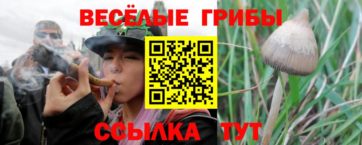 Галлюциногенные грибы Cubensis Элиста